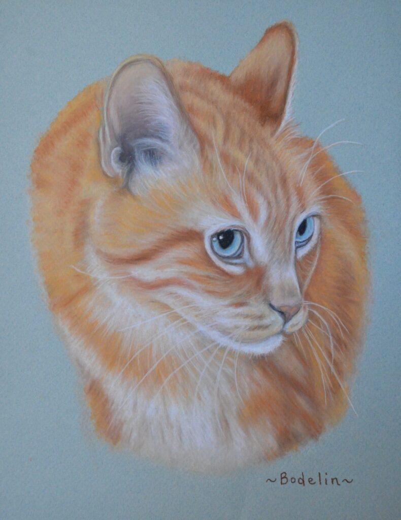 orange tabby cat portrait