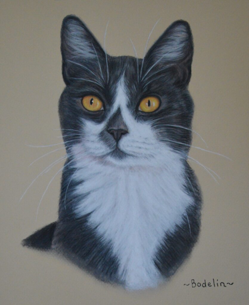 gray and white cat portrait
