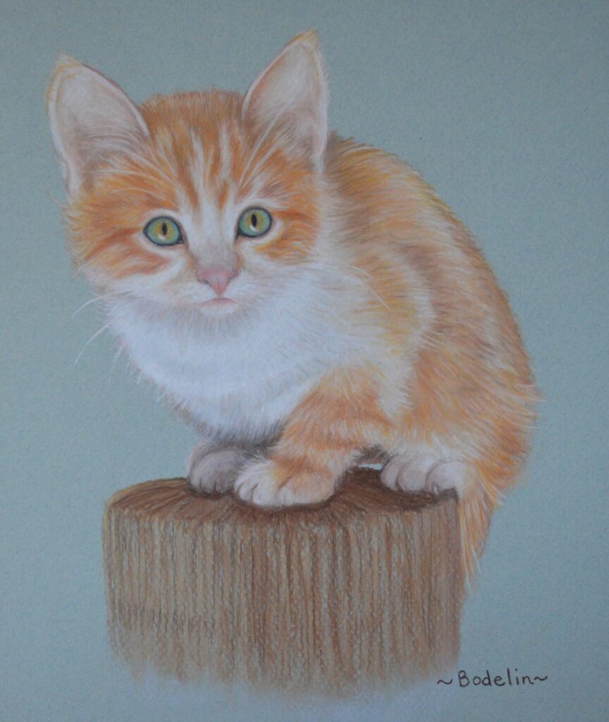 marmalade kitten portrait