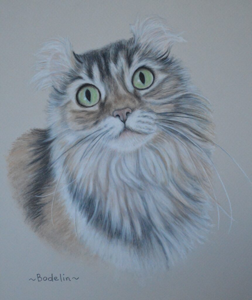 American Curl cat, pet portraits in pastel, cats in art